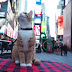Gatos positivos por covid-19 en Nueva York
