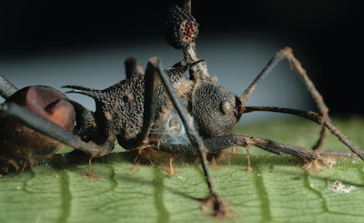 Insetos parasitados por fungos