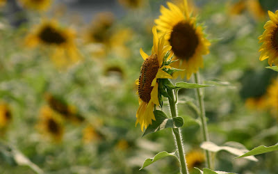 Beautiful Sunflower Widescreen HD Wallpaper 5