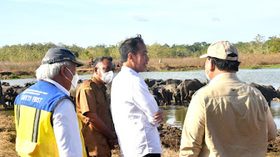 Kerbau Mati Kehausan di Maluku, Jokowi Perintah Menteri PU Bikin Embung Setiap Desa 