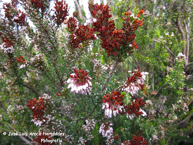 Epacris Longiflora.