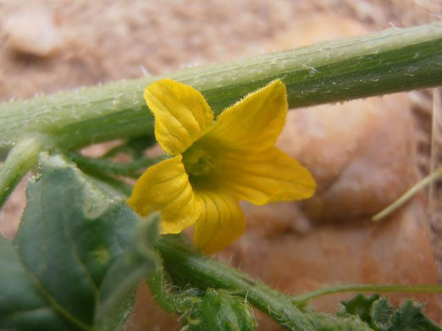 Flor de SANDÍA AMARGA: Cucumis myriocarpus