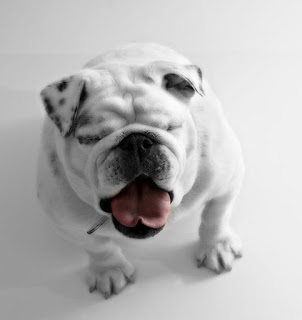 bulldog cute puppy pictures