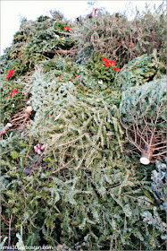 Árboles de Navidad de la Old Newbury Bonfire 2018