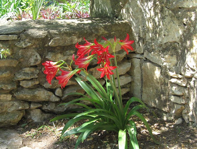 Annieinaustin, red lilies, mayfield park