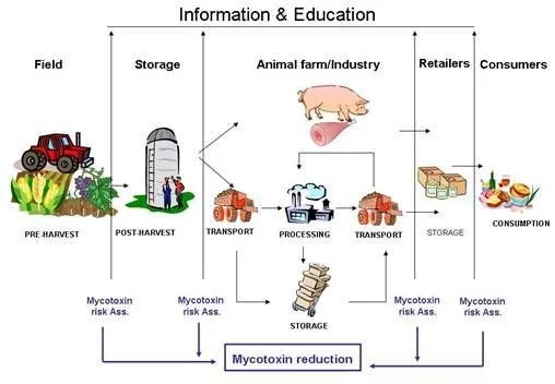 Nguồn gốc mycotoxin trong nghành công nghiệp chăn nuôi.