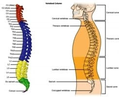 bones of spine