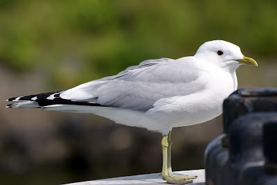 Unwaarsfûgel - Stormmeeuw - Larus canus