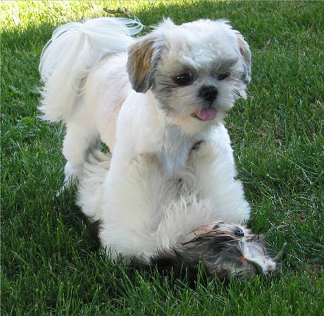 Dogs Hair Cuts on Lhasa Apso Haircuts   Dog Breeds Index