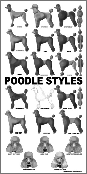 Huxtable The Poodle  Toy Poodle Blog  Parti Poodle 