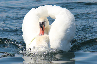 Knobbelswan - Knobbelzwaan -  Cygnus olor