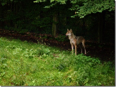 Un lupo al tierpark di sababurg