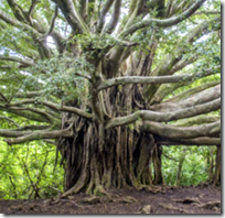 [banyan tree]