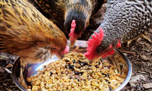  Cara  Membuat  Pakan Ayam  Kampung Alternatif Agar Cepat  Besar 