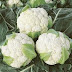 Benefits of eating cauliflower