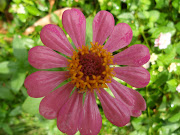 Pink is my favorite color so I like all the pink flowers in my mom's garden. (sam )