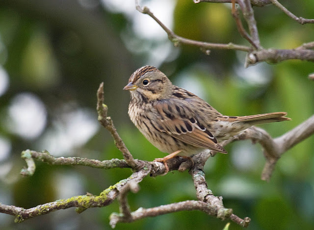 Lincoln's Sparrow