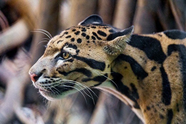 Macan Dahan dan Habitatnya di Kalimantan