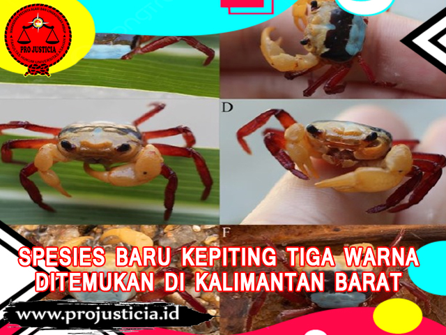 Spesies Baru Kepiting Tiga Warna Ditemukan di Kalimantan Barat