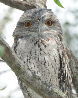 Tawny Frogmouth (Podargus strigoides)