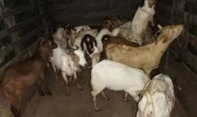 PGA9 Rampas 40 Kambing Seludup