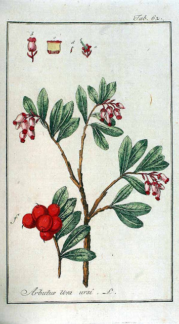 Толокнянка обыкновенная (Arctostaphylos uva-ursi)