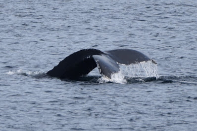 Humpback Whale tail Great Trail Newfoundland.