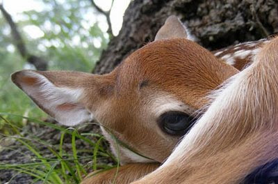 really cute deer photo playing peek a boo with big brown eyes pic