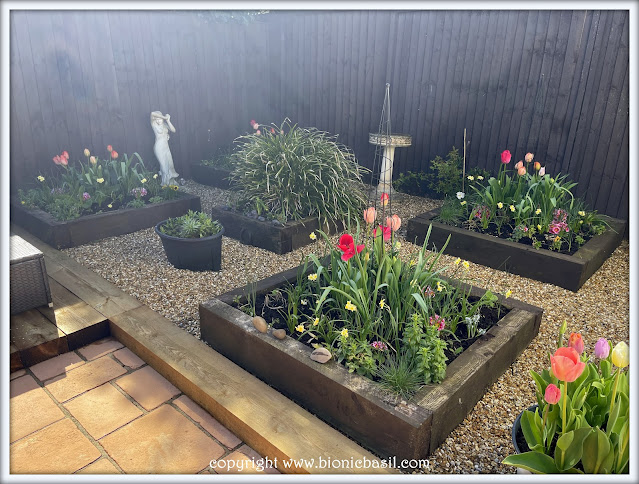 The BBHQ Midweek News Round-Up ©BionicBasil® Raised Bed Update