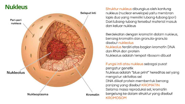 Sel tidak memiliki otak, tapi mempunyai sesuatu yang bekerja dan berfungsi seperti otak, dialah inti sel atau biasa disebut nukleus. Nukleus terdiri dari membran inti, nukleolus (anak inti), kromatin.  Jika inti sel tidak memiliki membaran inti disebut Prokarion seperti pada Gangang biru, Bakteri, sedangkan sel inti yang memiliki membran inti disebut Eukarion   Nukleolus merupakan tempat RNA dan kromatin adalah butir-butir dalam inti yang membawa sifat yang mengandung gen, ketika sel sedang membelah kromatin berubah menjadi benang-benang kromosom.  Nukleus adalah organel sel yang terdapat baik pada sel tumbuhan maupun sel hewan, dan berfungsi untuk mengatur seluruh aktivitas sel.