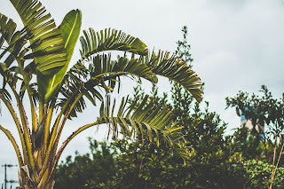 banana tree - unsplash