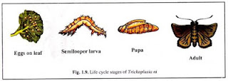 Semi-looper Life Cycle, Semi-looper in Cotton Pest, Cotton Semi-looper, Semi-looper on Cotton, Cotton Semi-looper Life Cycle, Semi-looper on Cotton Crop, Semi-looper, Unt ali, Anomis flava, Cotton Insect Pests Semi - Looper