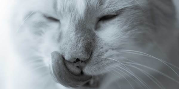 Introducing Cat Toothpaste: The New Way to Keep Your Cat's Teeth Healthy