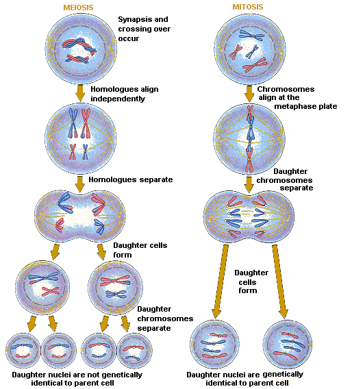 cell cycle stages. 8 steps and meiosis has 15