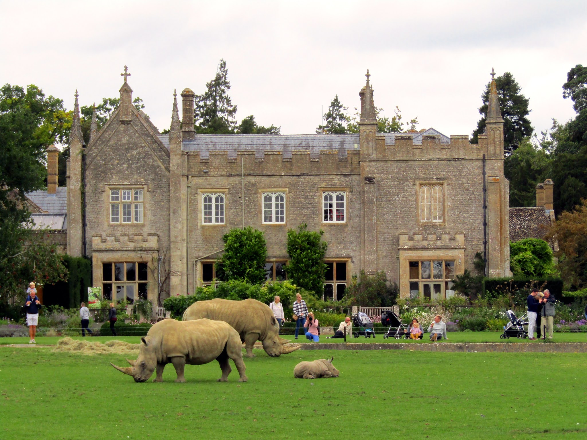 Photo of two adult white rhinos grazing on a green grassy lawn in front of a grey stone gothic manor house. Beside them, lies a rhino calf having a rest. Behind them, groups of adults and children with pushchairs sit and stand in front of the manor house on grass watching the rhinos behind a low electric fence.