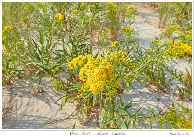 Crane Beach: ... Seaside Goldenrod...