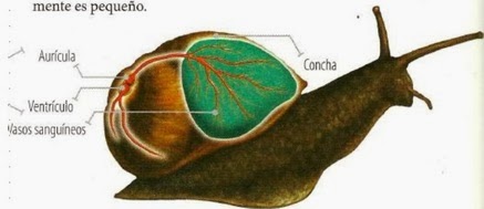 Resultado de imagen de hemolinfa animales