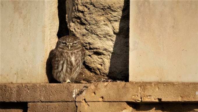 Owl of Athena, Little Owl
