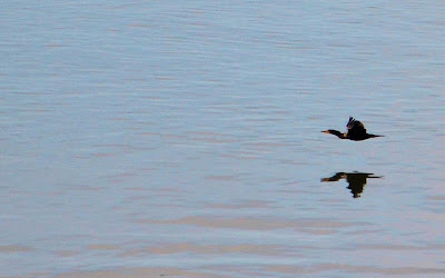 photo of bird over Netarts Bay Oregon by Nancy Zavada