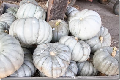 Dixon Silveyville Pumpkin Patch 2013-5985