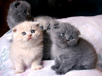 10 Cat Species Have Most Expensive and Fantastic Prices, British Shorthair, Scottish Fold, Sphynx, Russian Blue, Peterbald, Persian, Allerca Hypollergenic Cat, Bengal, Savannah, Asherah