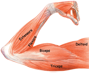 Name Muscles In Arm : Arm Muscles : Origin, Insertion, Nerve supply & Action ... : In common usage, the arm extends through the hand.