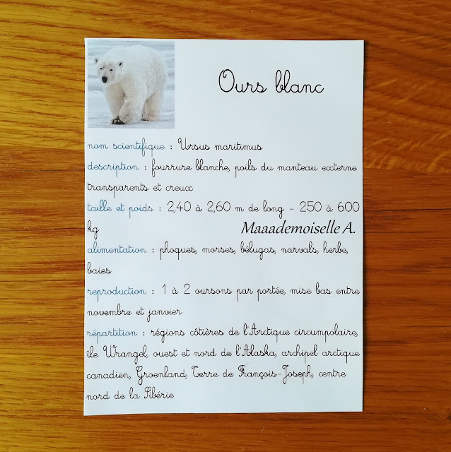 Nos activités sur l'ours blanc : Carte descriptive Maaademoiselle A. Shop