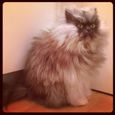 gambar Colonel Meow 02