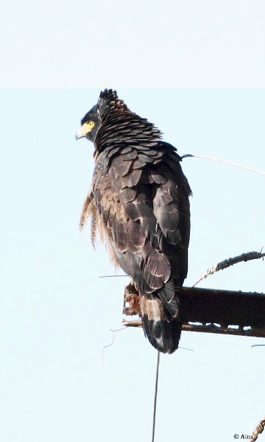 "Crested Serpent Eagle - Spilornis cheela,sitting on a post with raised crest."