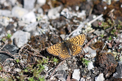 Bosparelmoervlinder - Boskparlemoerflinter - Melitaea athalia