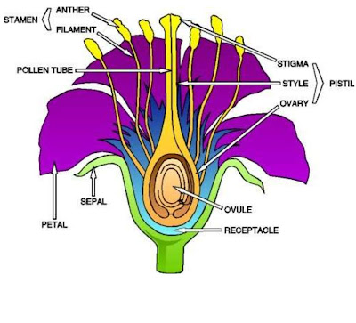 parts of a gumamela flower