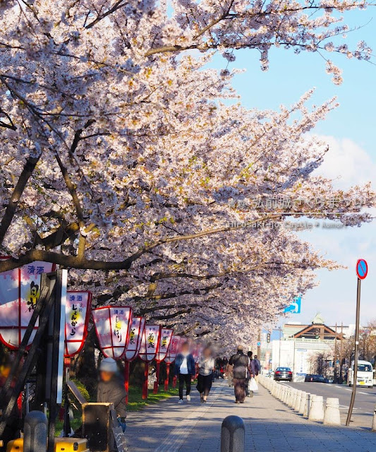 弘前城の桜