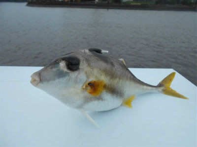 魚 ギマ 275798-魚 ギマ 生息