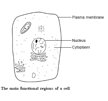 NCERT SCIENCE SOLUTION
